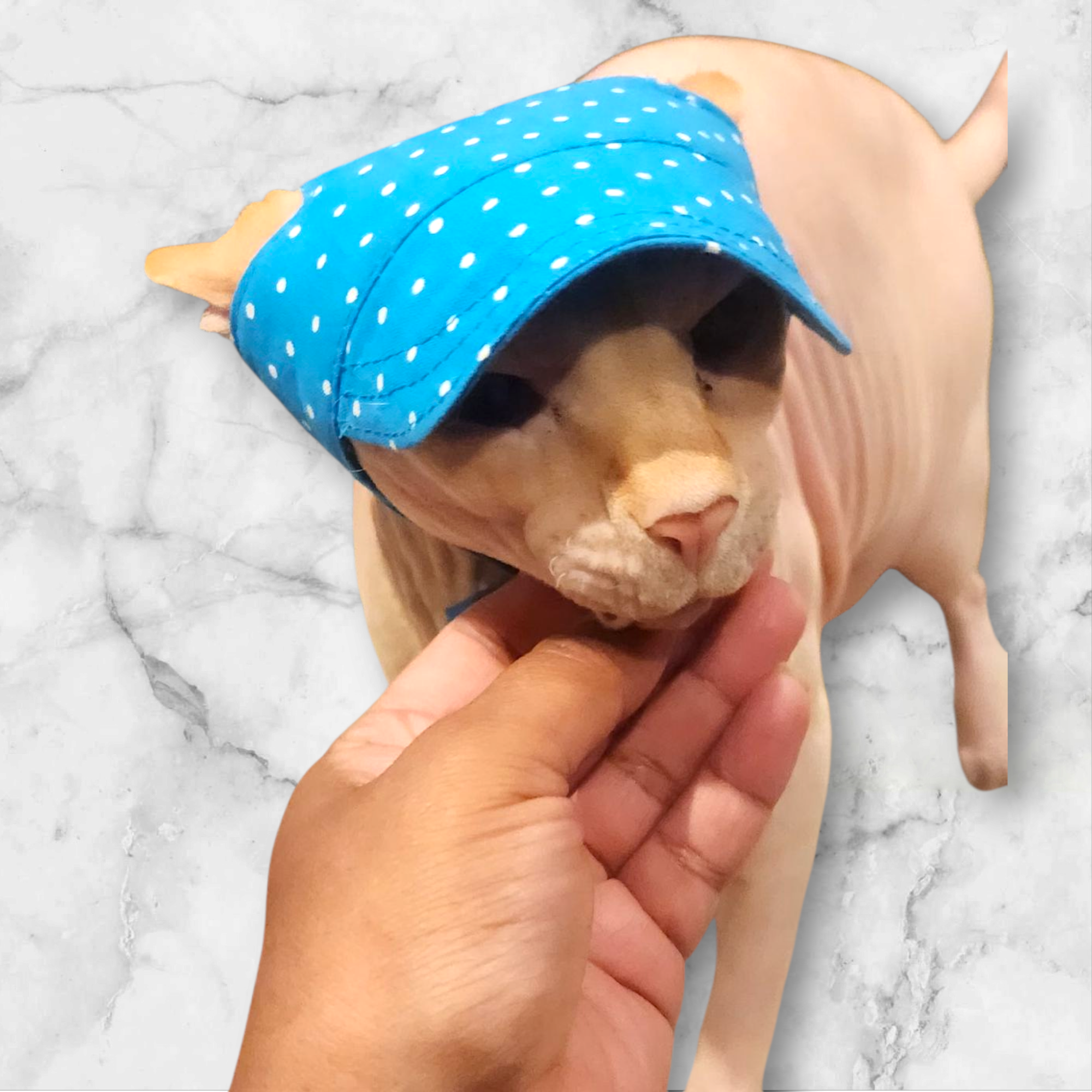 Pet Hat