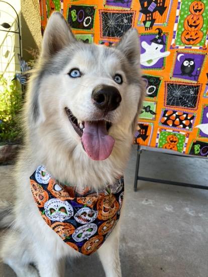 Pet Bandanas