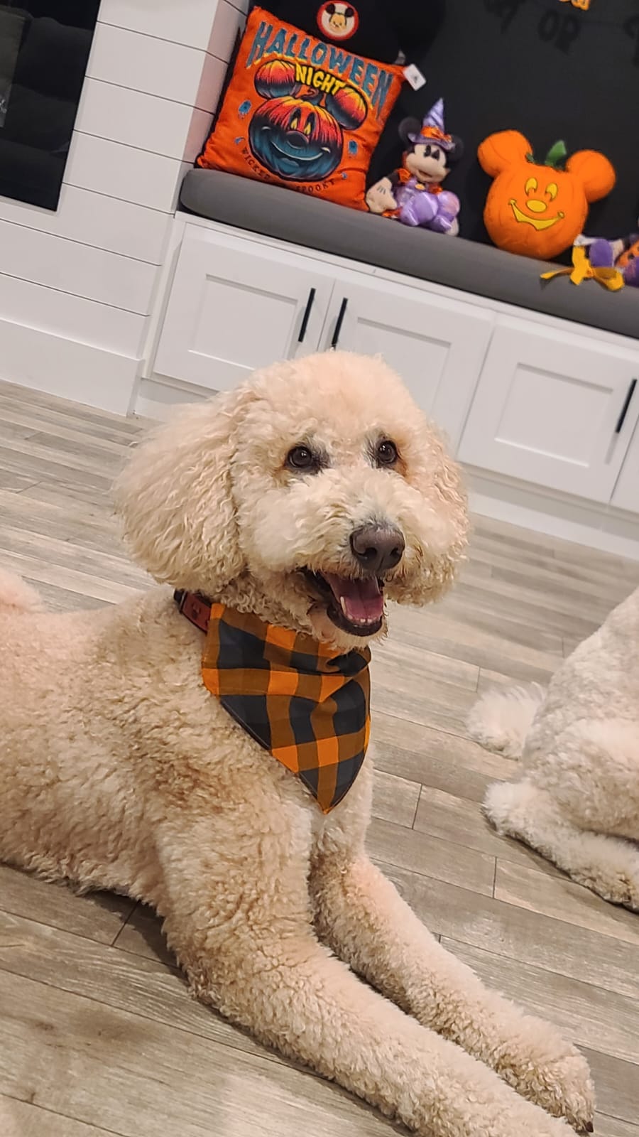 Fall Plaid Slip Pet Bandana