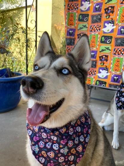 Day of the Dead Slip Pet Bandana