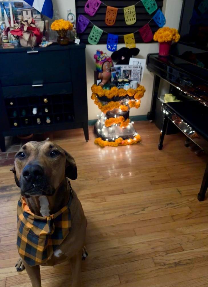 Fall Plaid Slip Pet Bandana