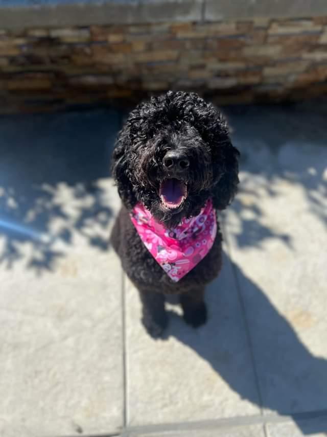 Minnie Mouse Slip Pet Bandana