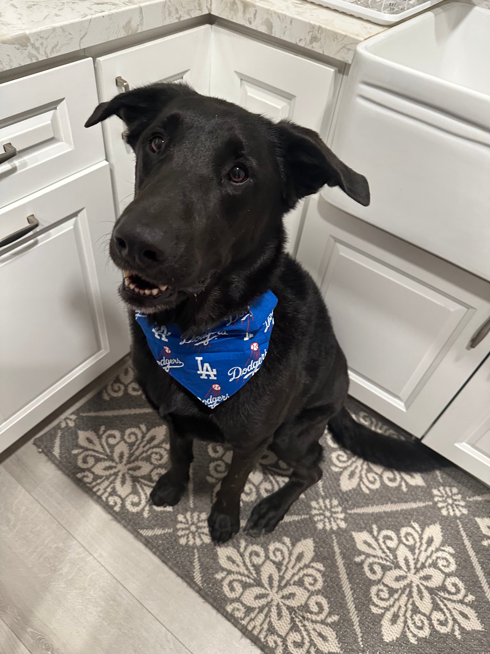 Dodgers Big Logo Slip Pet Bandana