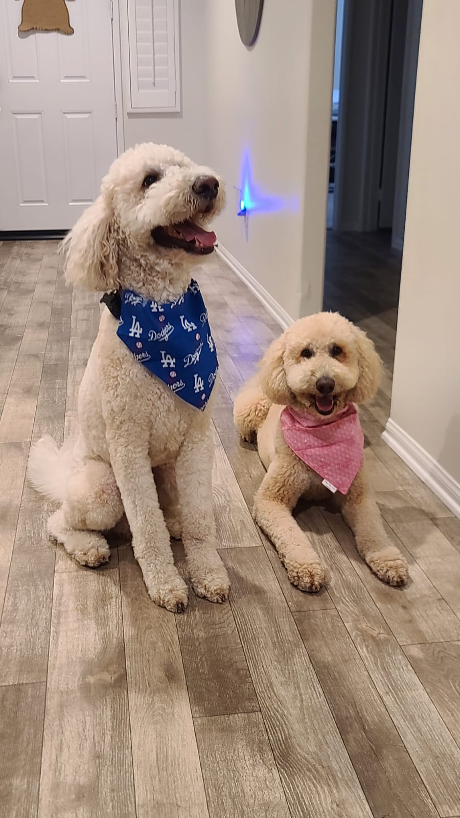 Dodgers Big Logo Slip Pet Bandana