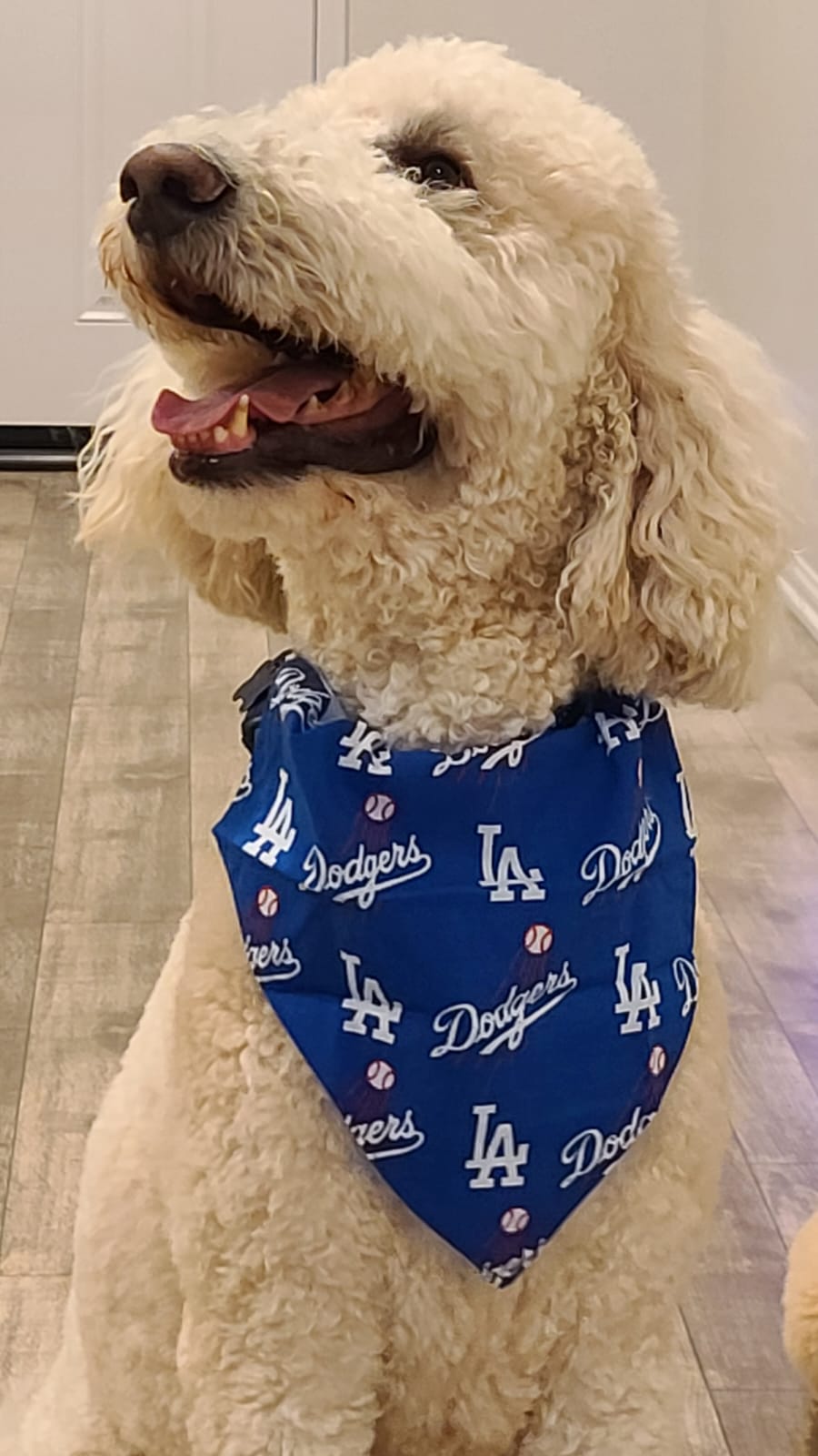 Dodgers Big Logo Slip Pet Bandana